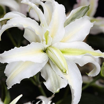 Orientalsk lilje-Lilium Oriental Bowl of Beauty 2-pak